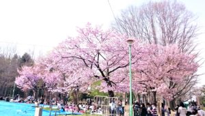 桜を見に北海道神宮と円山公園に行ってきたよ 来年はモエレ沼公園かな 札幌移住 ブログ